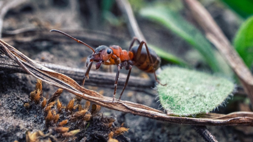 How To Get Rid Red Ants