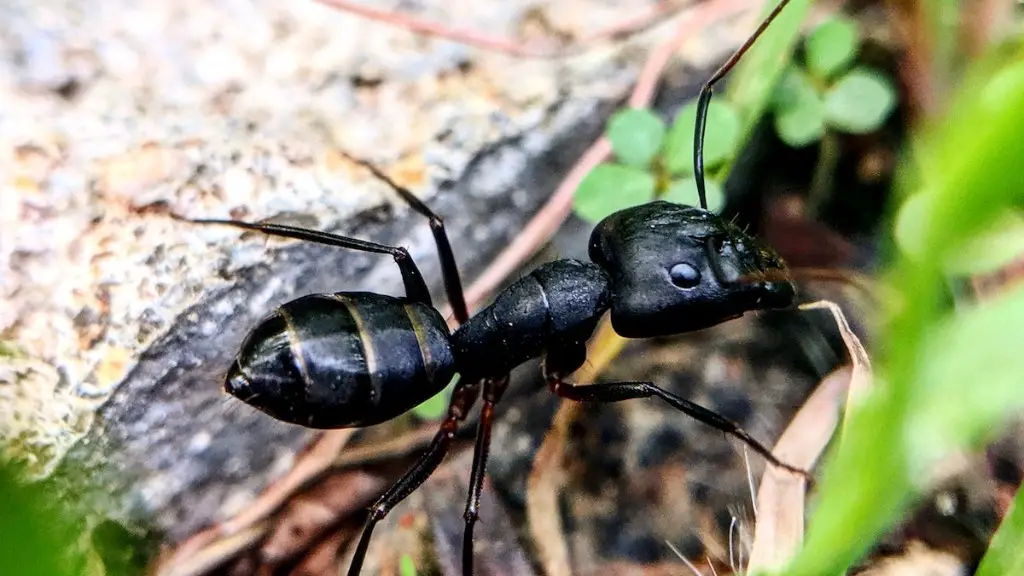 How To Prevent Ants In Garden