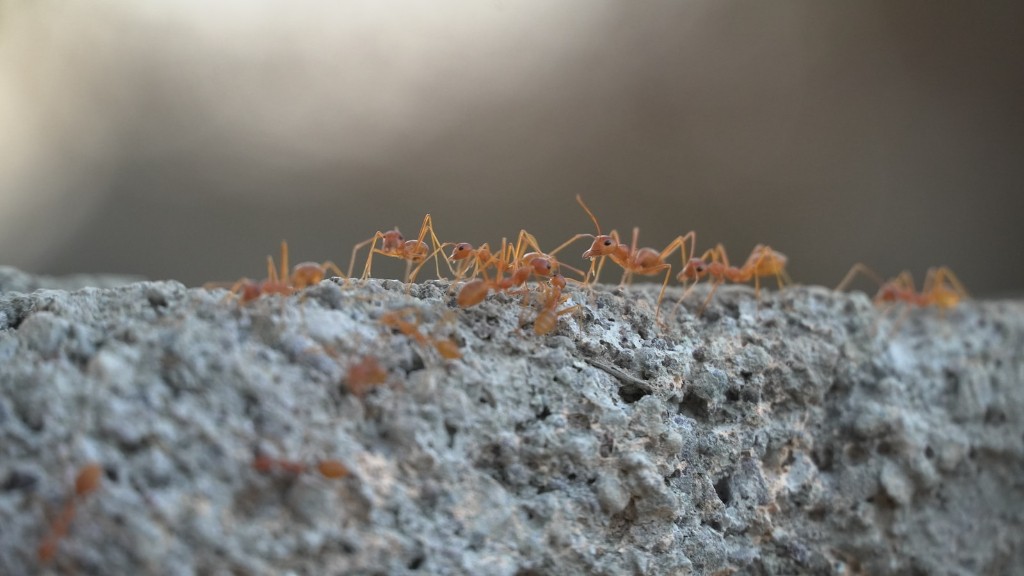 Hoe oud zijn mieren