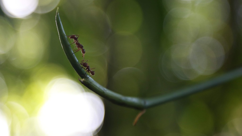 Могут ли муравьи есть сквозь стены