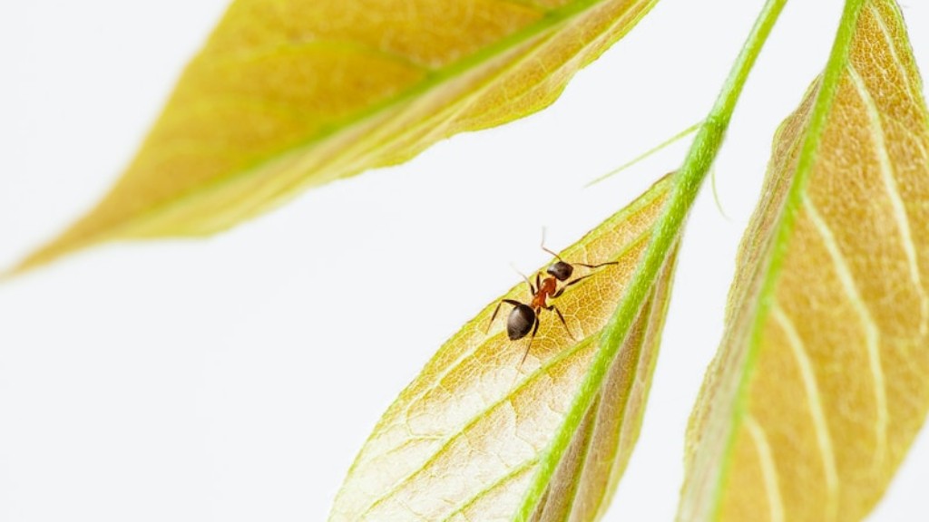 Wann tauchten Ameisen zum ersten Mal auf?