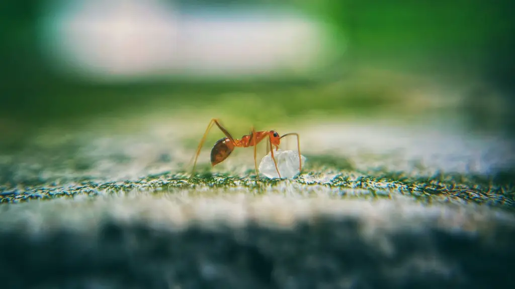 How do ants breathe?