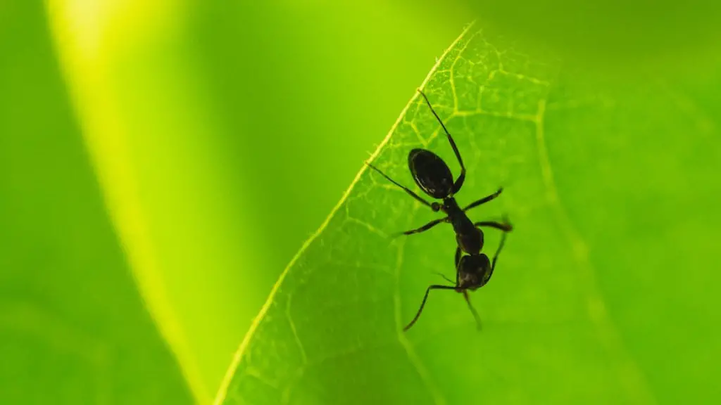 How to get rid of carpenter ants in walls?