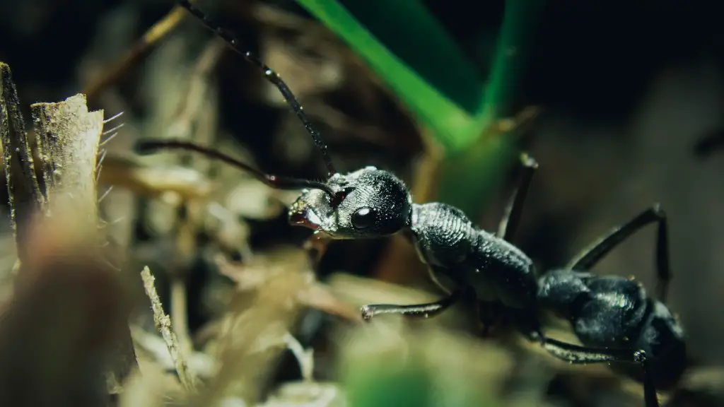 How To Get Rid Of Sugar Ants In Pantry