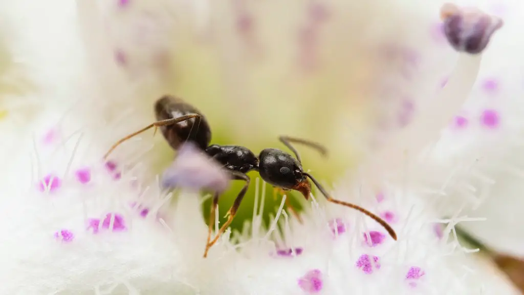 Can ants see in the dark?