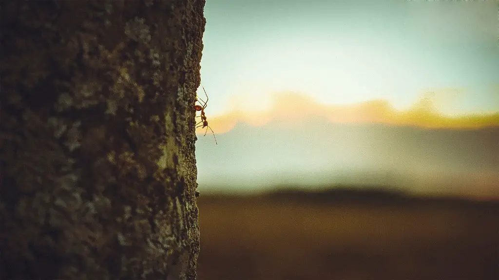 How does chytrid fungus affect grasshoppers?