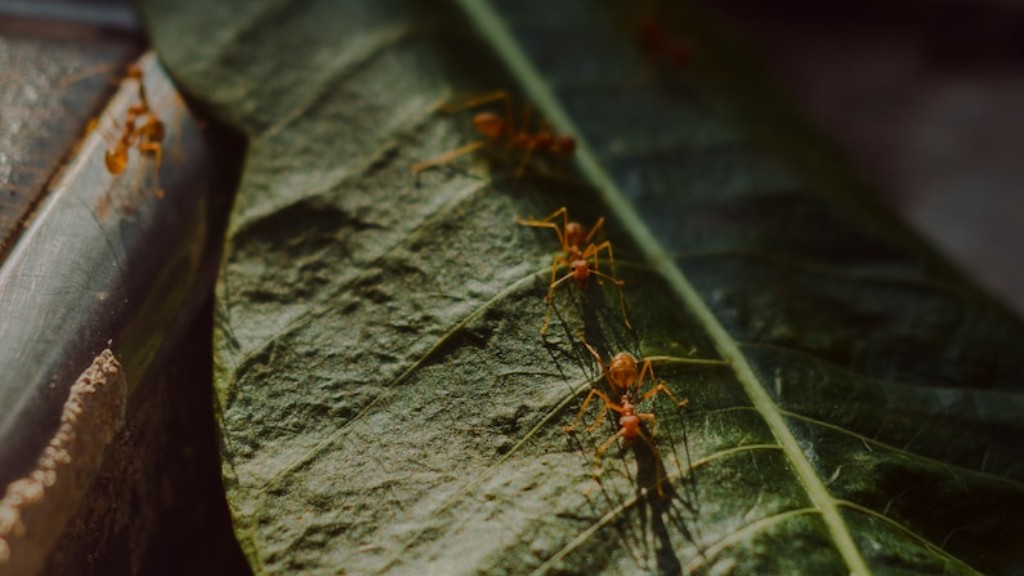 Können Ameisen Schmerzen empfinden?