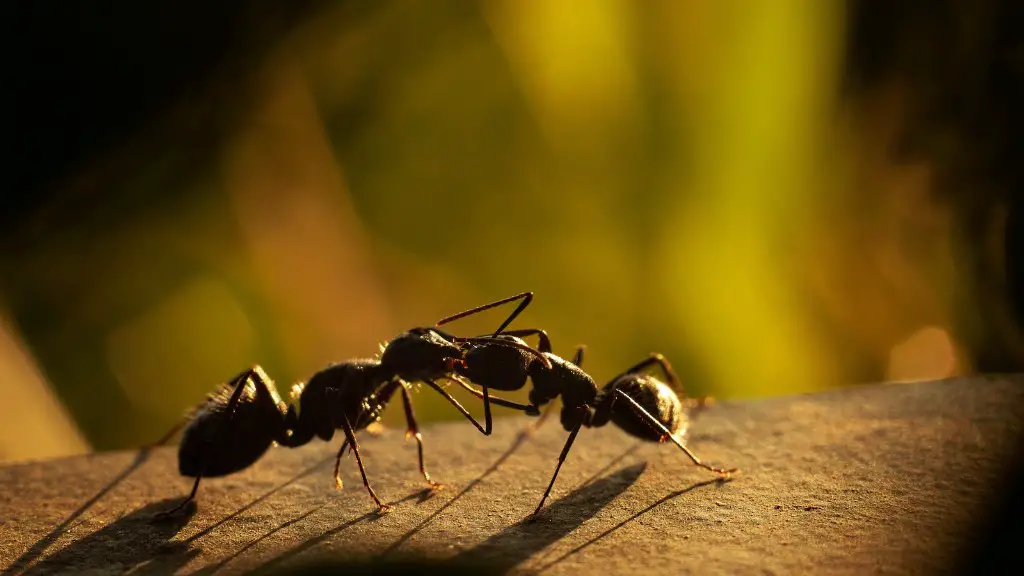 Does Terro Ant Killer Kill Carpenter Ants