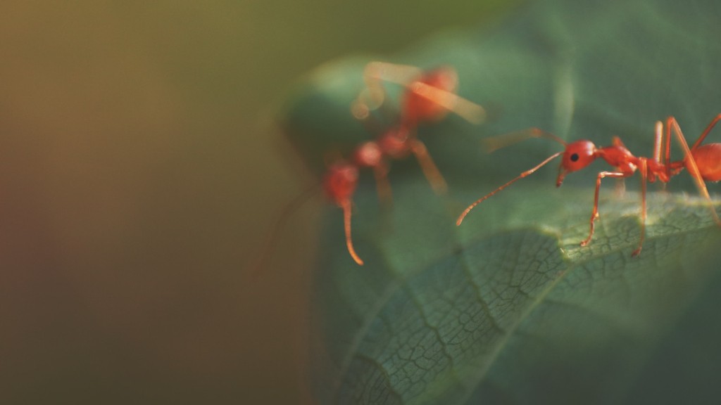 Есть ли огненные муравьи в Вирджинии