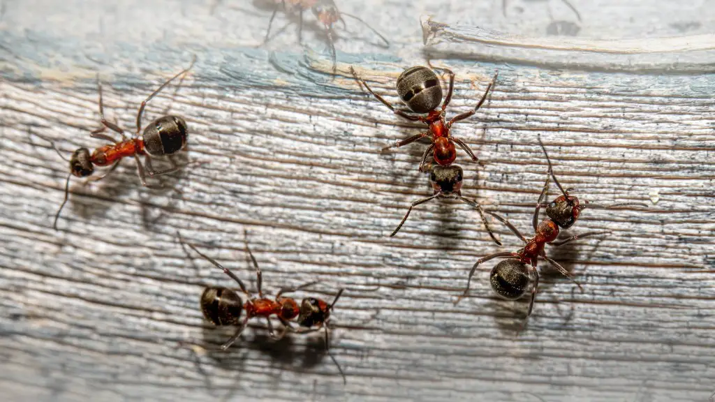 Do ants have sexes?