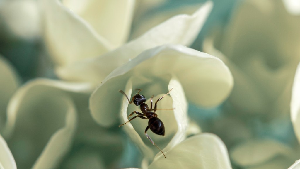 How To Get Rid Of Small Black Ants In House