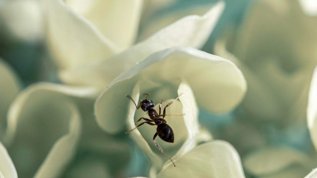 How To Naturally Get Rid Of Ants In House