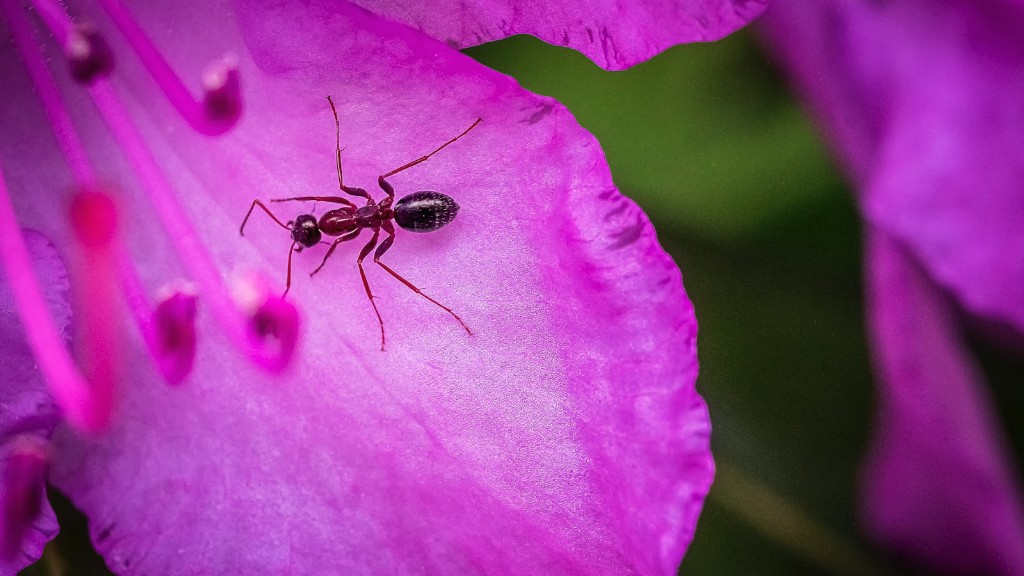 Hur man håller myror borta från kattmat utomhus