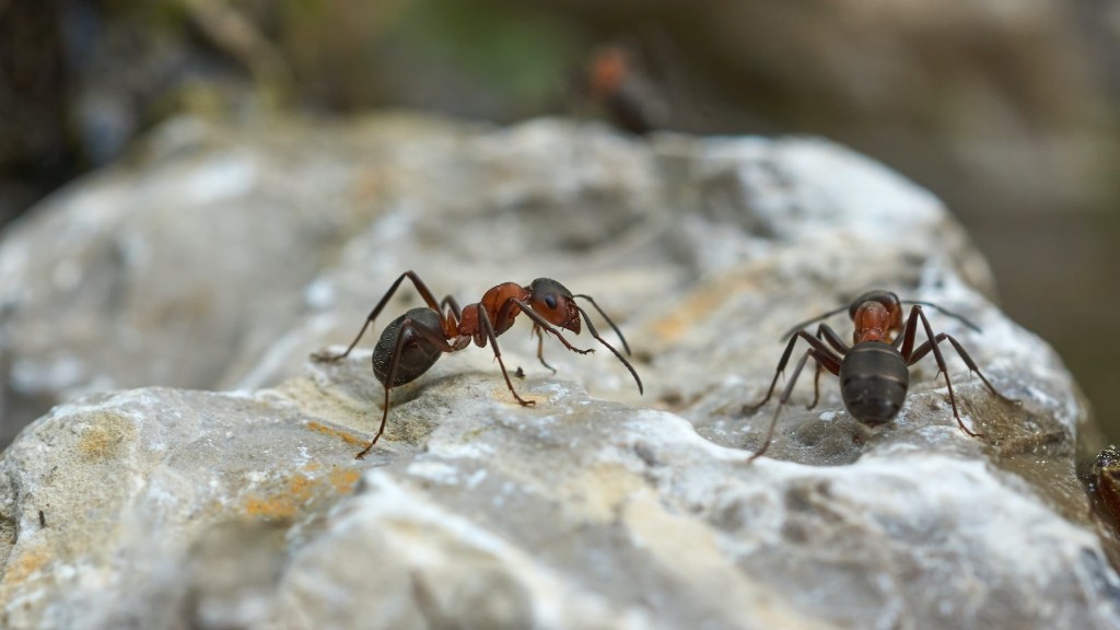 Сколько лет муравьям