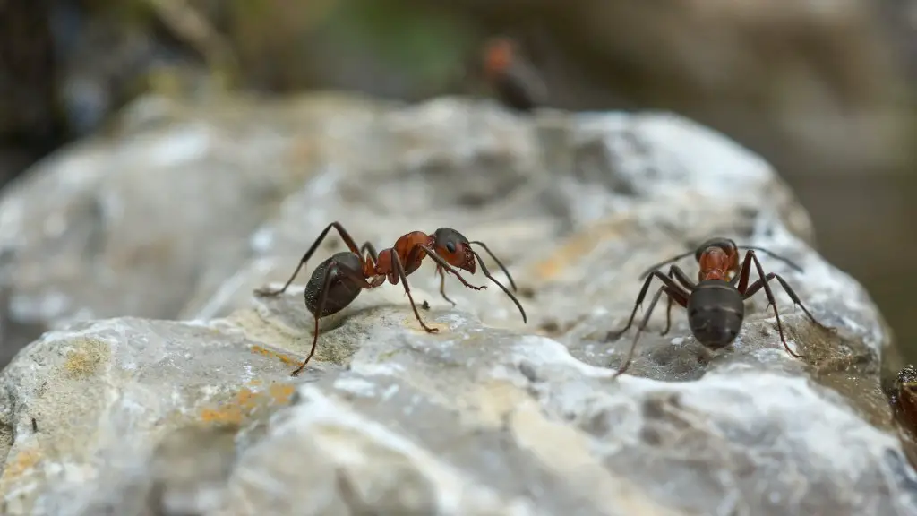 Do Ant Baits Work On Carpenter Ants