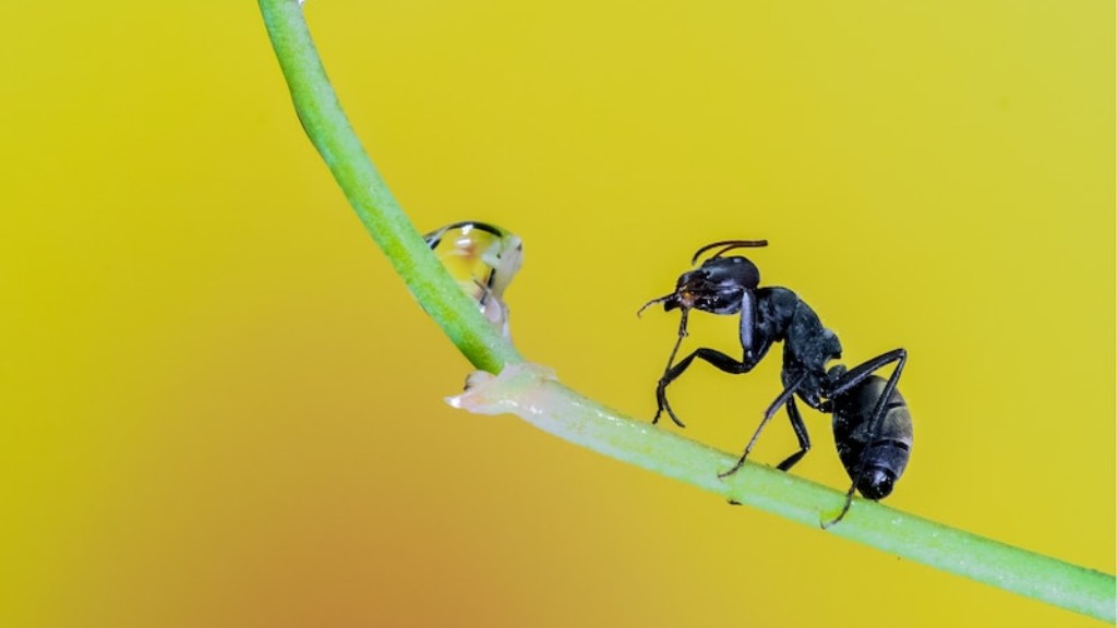 Wie man geflügelte Ameisen loswird