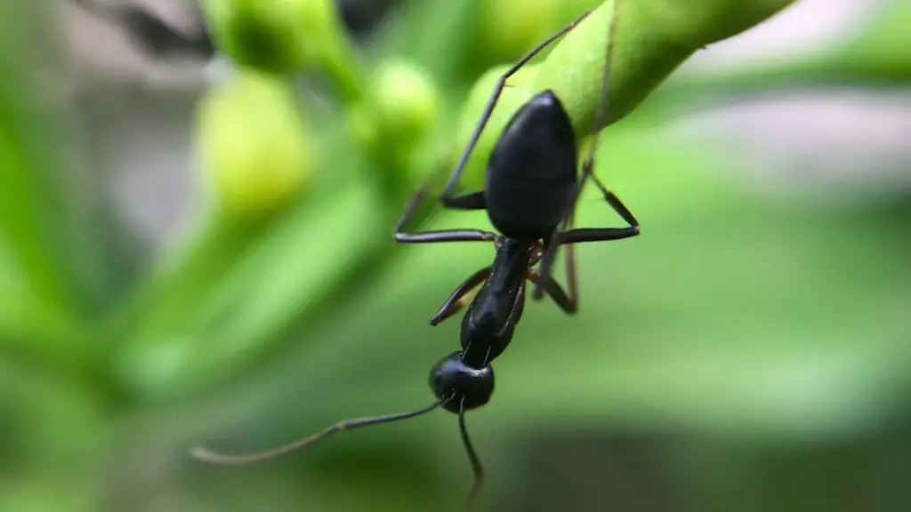 How Far Can Ants See