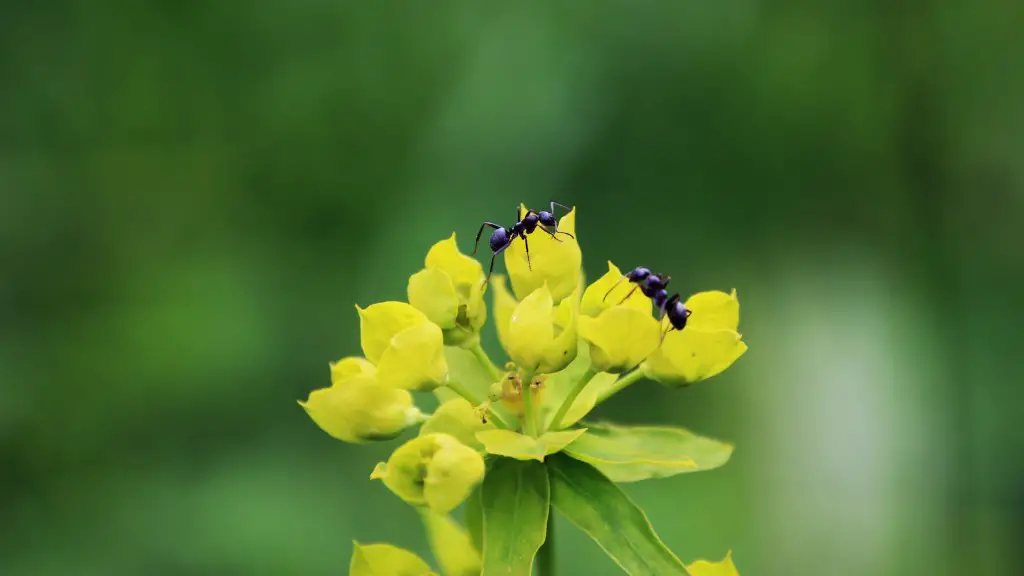 Can Carpenter Ants Be Small