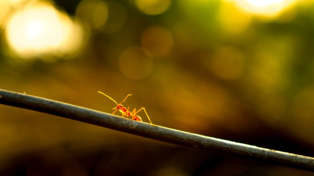 Czy peeling cukrowy przyciąga mrówki