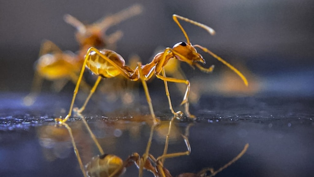 What Temp Kills Ants