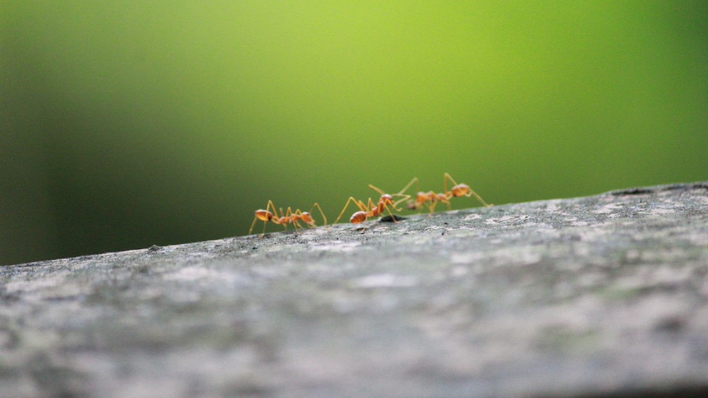 How To Kill Small Ants
