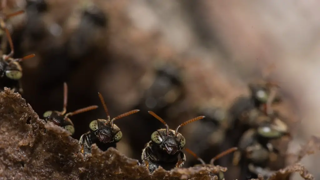 How to get rid of carpenter ants in walls?