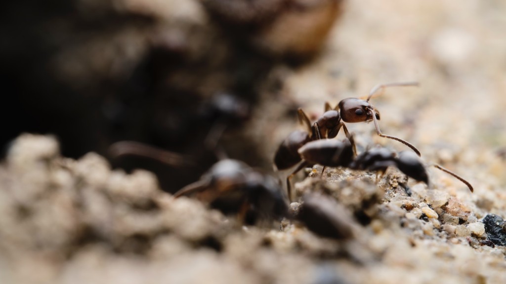 Are Carpenter Ants Active At Night
