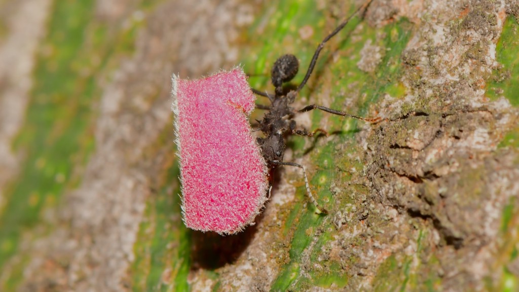 ¿Las hormigas son más activas cuando hace calor?