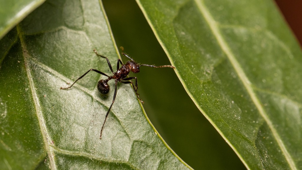Does Little Black Ants Bite