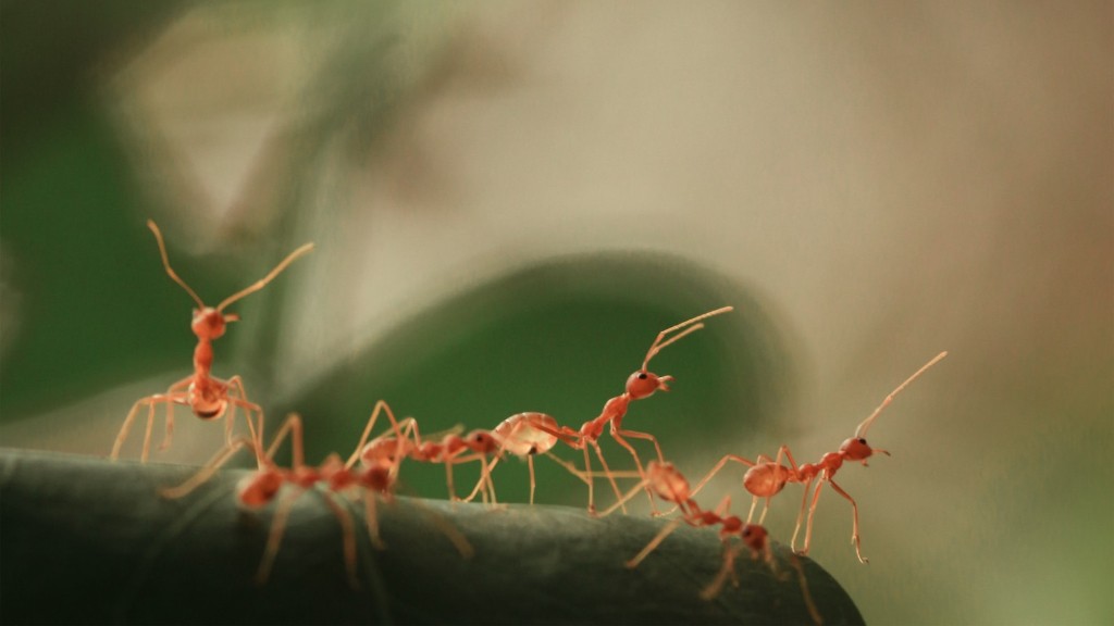Τα μυρμήγκια πέρασαν το τεστ του καθρέφτη;