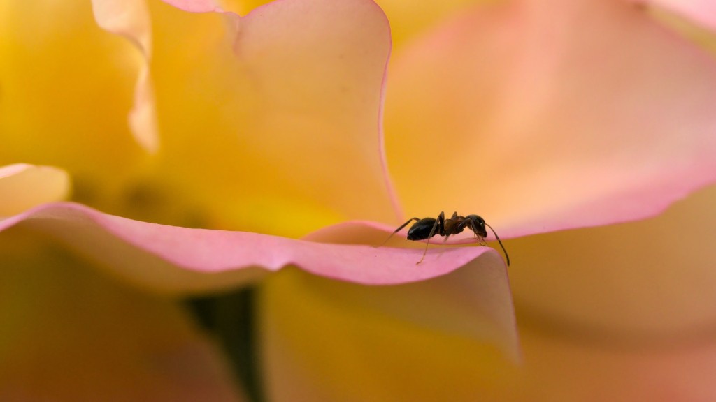 Do Ants Eat Monarch Eggs