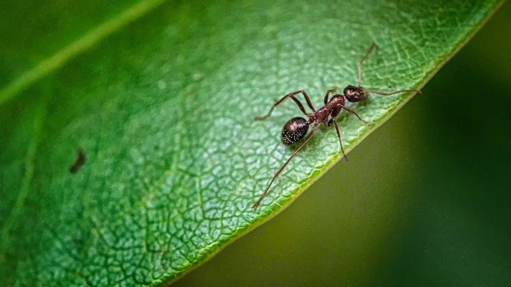 Do ants drink water?