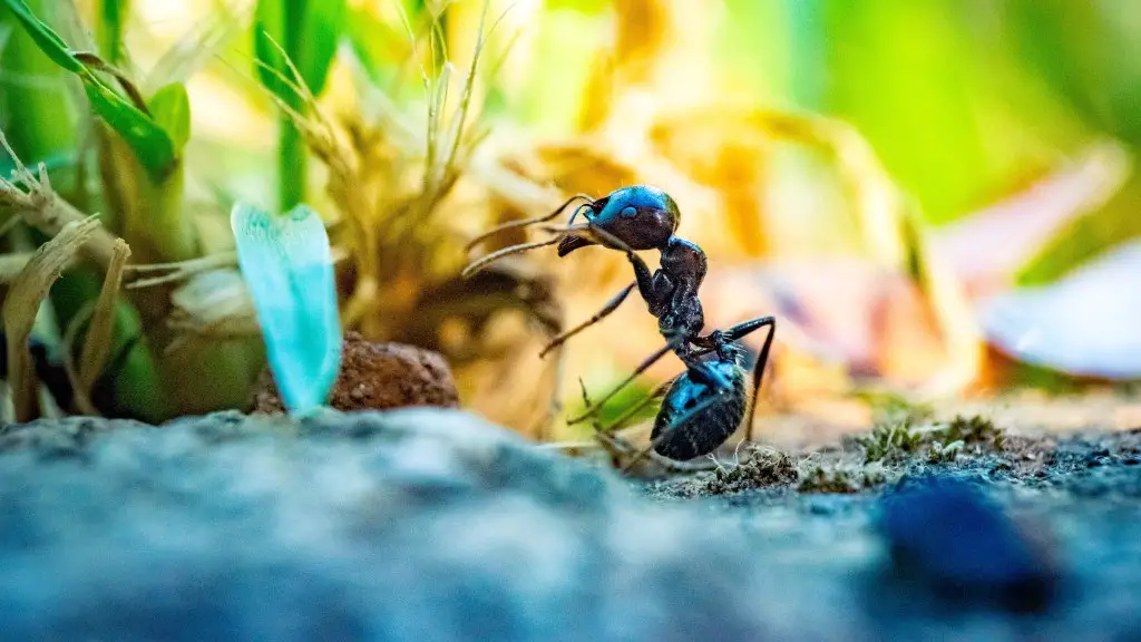 What kills ants instantly?