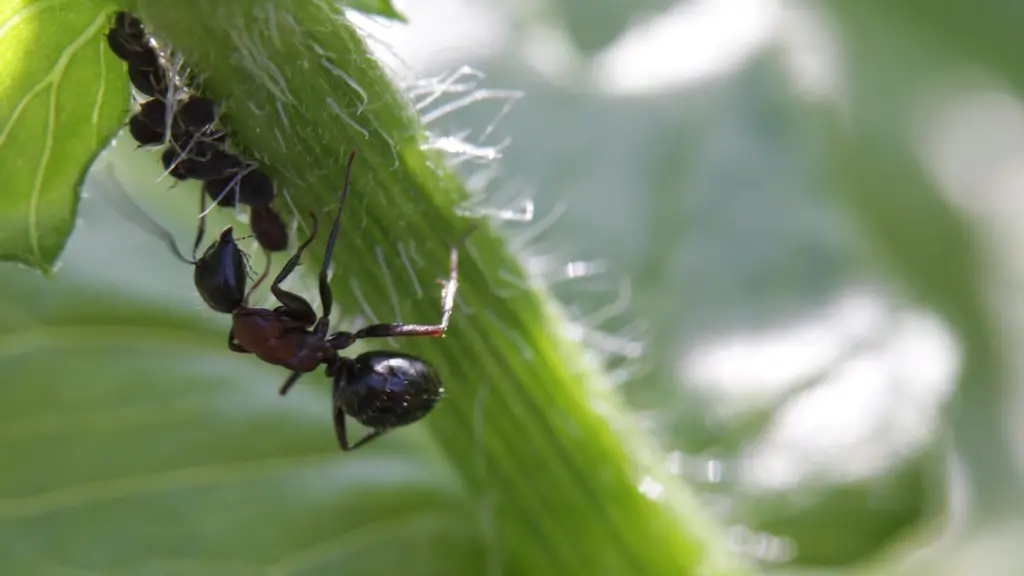 Do Ants Hate Cold Rooms