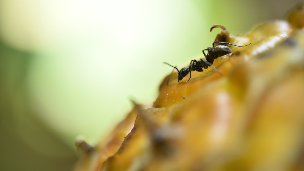 ¿Pueden los peces dorados comer hormigas?