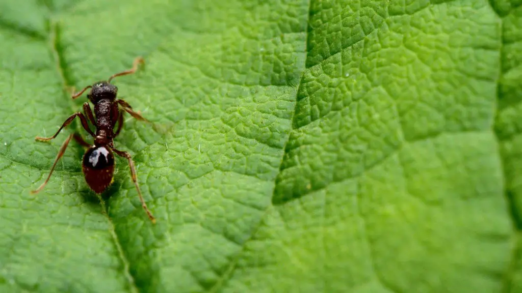 How To Keep Ants Out Of My Garden