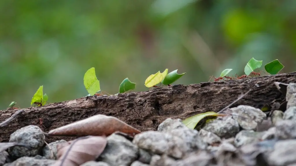 A Home Remedy To Kill Ants