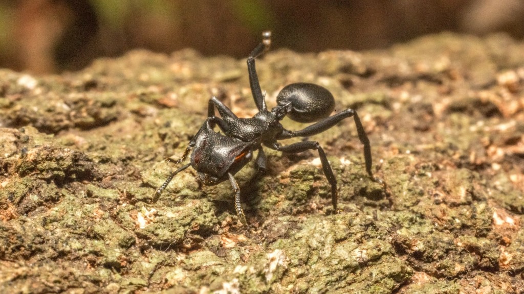 Do Armadillos Eat Fire Ants - Aboutbugz.com