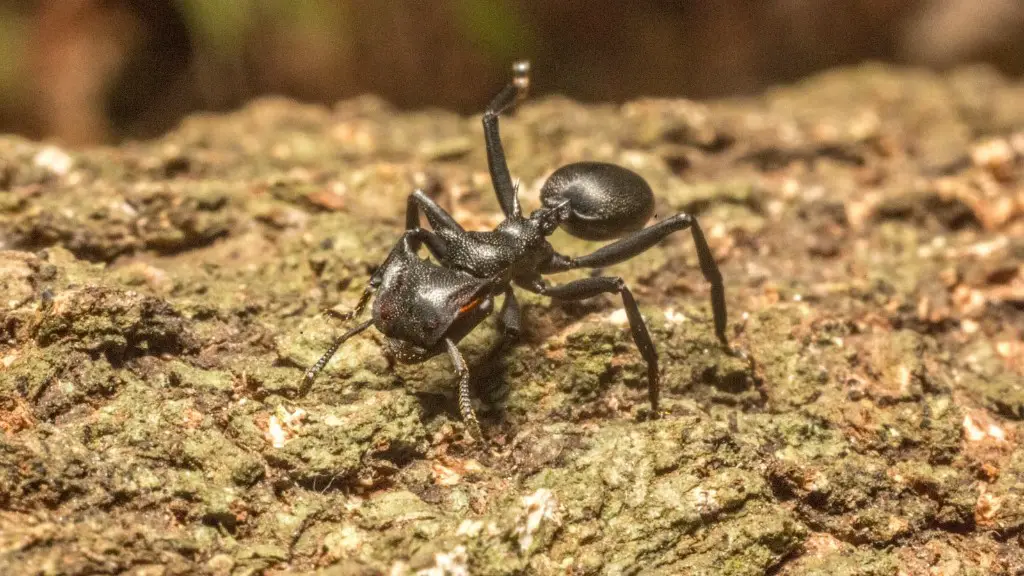 Do Wolf Spiders Eat Ants