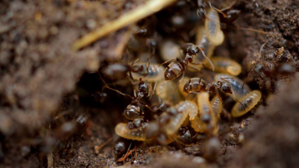 How Long For Diatomaceous Earth To Kill Ants