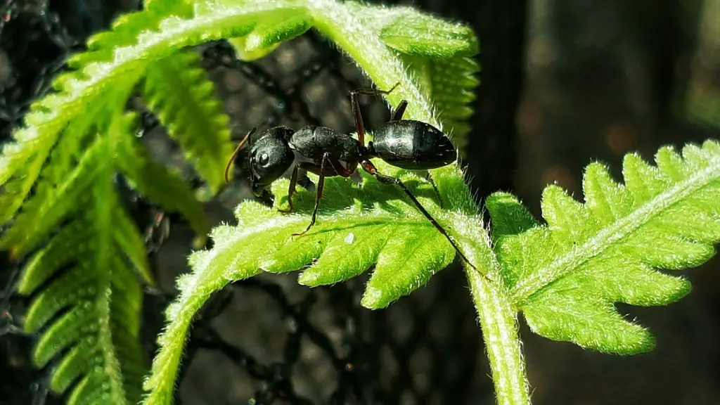 Do Ants Help Open Peonies