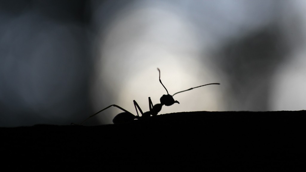Can ants see in the dark?