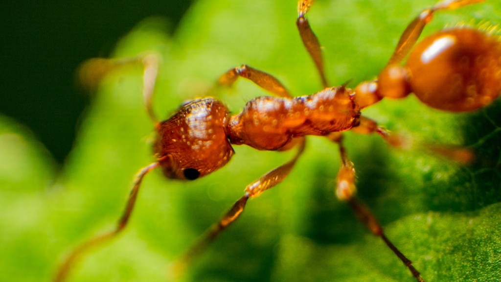 Hvor gamle er myrer
