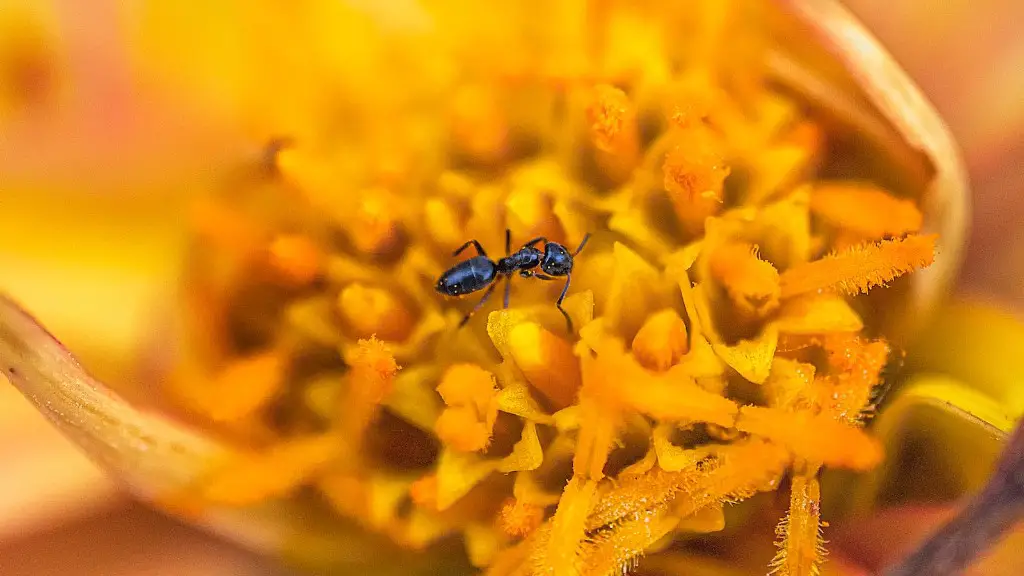 How To Get Rid Of Ants In Cat Food