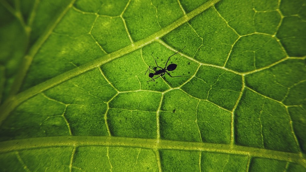 Do Ants Help Open Peonies