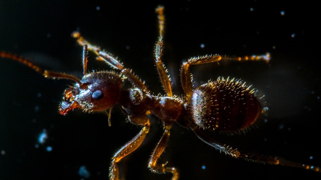 Können Ameisen Schmerzen empfinden?