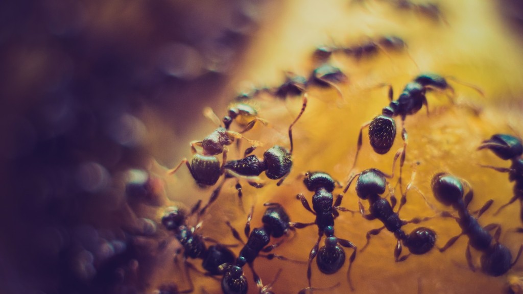 Waarom botsen mieren tegen elkaar?