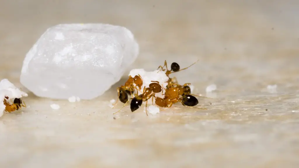 Hvordan fjerne maur fra sengen naturlig