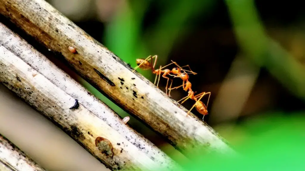 Les fourmis boivent-elles de l’eau ?