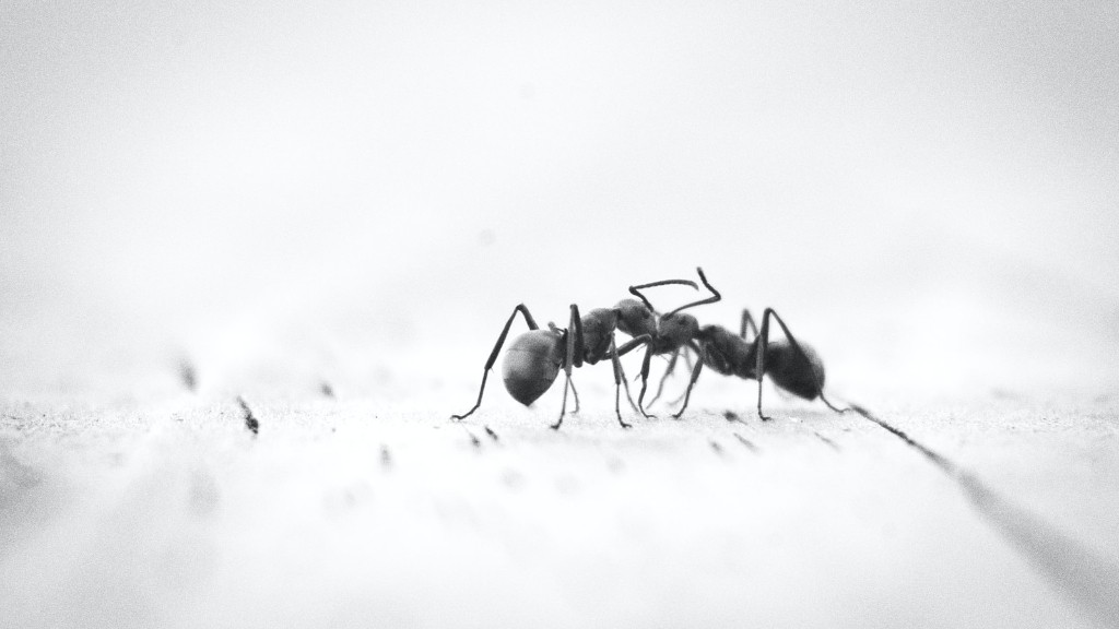 Do ants drink water?